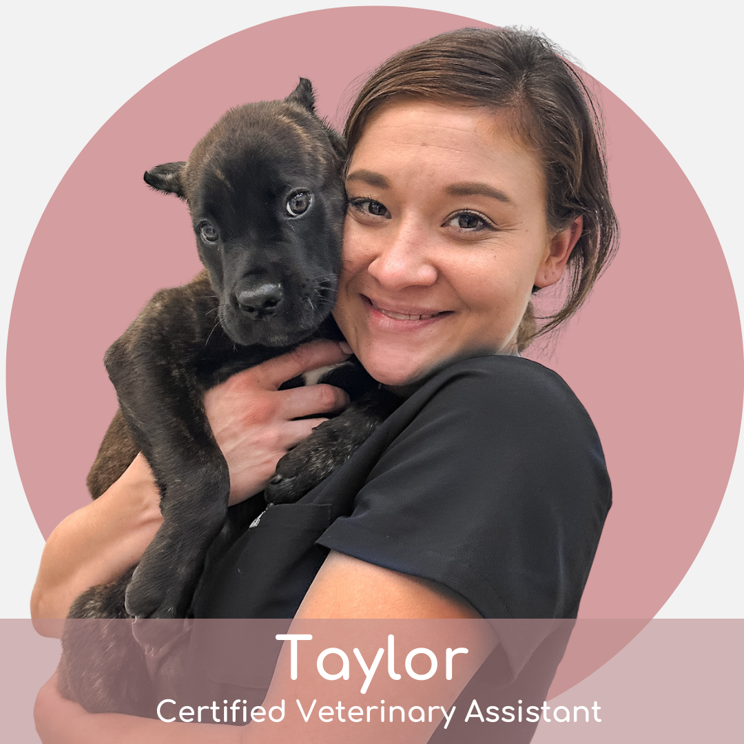 TB A woman holds a small black puppy in her arms, smiling at the camera. The image has a circular pink background. Text at the bottom reads, "Taylor, Certified Veterinary Assistant.