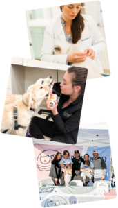 Three stacked photos: a vet examines a dog; a woman feeds a dog ice cream while kneeling; a group of people and a dog stand at an outdoor event booth with banners and tables.