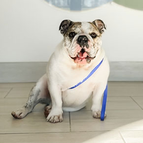 A stocky english bulldog wearing a blue harness sits on a white floor, looking directly at the camera with a slightly open-mouthed panting expression.
