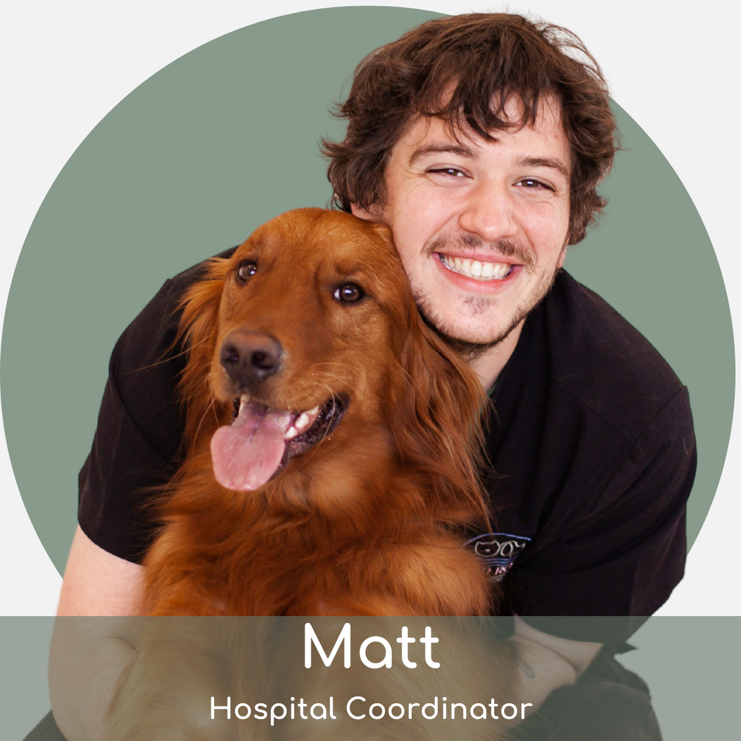 mr A smiling man with tousled brown hair hugs a happy golden retriever. A green circle is in the background. Text overlay at the bottom reads: "Matt, Hospital Coordinator.