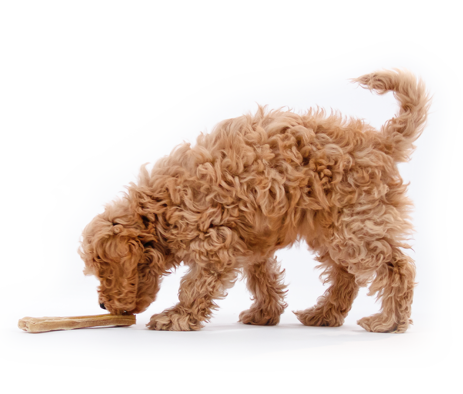 A fluffy golden doodle puppy with curly fur sniffs a small bone treat on a white background, tail curled upward.