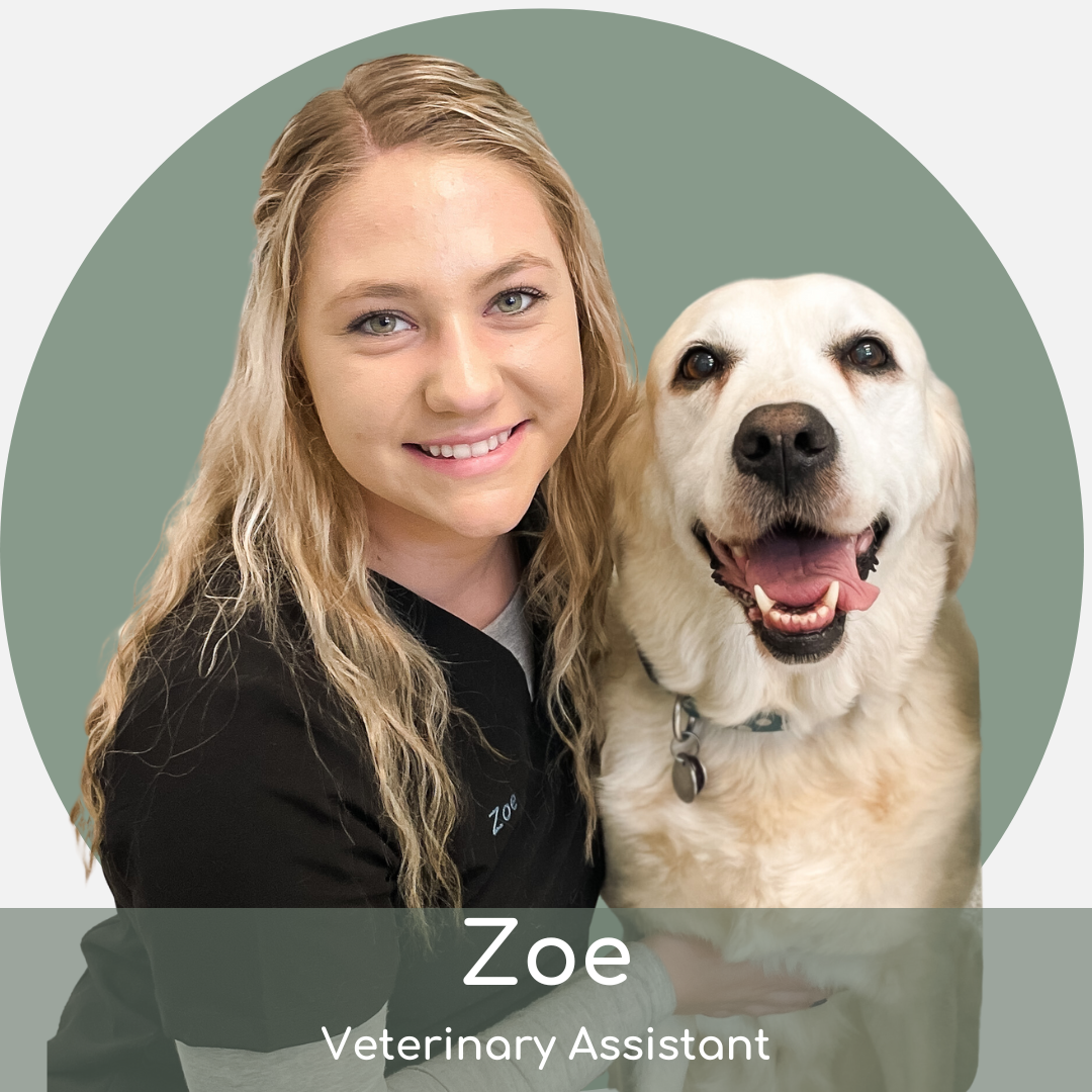 A smiling woman with long wavy hair, named zoe, wearing a black shirt labeled "veterinary assistant", poses with a happy golden retriever against a light green background.